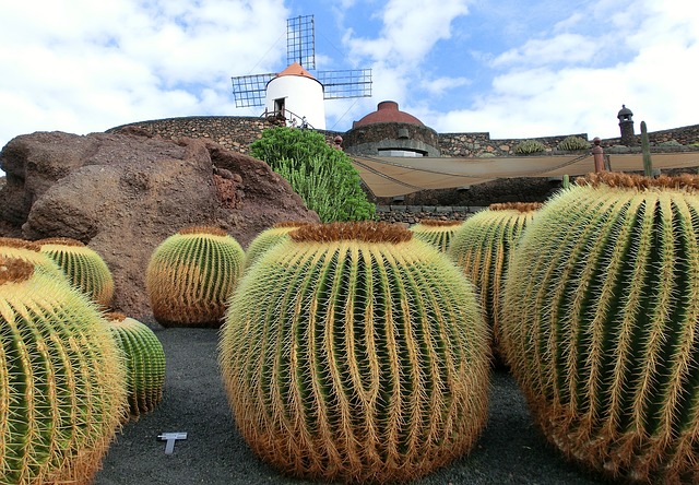 Parque de Cactus, Lanzarote