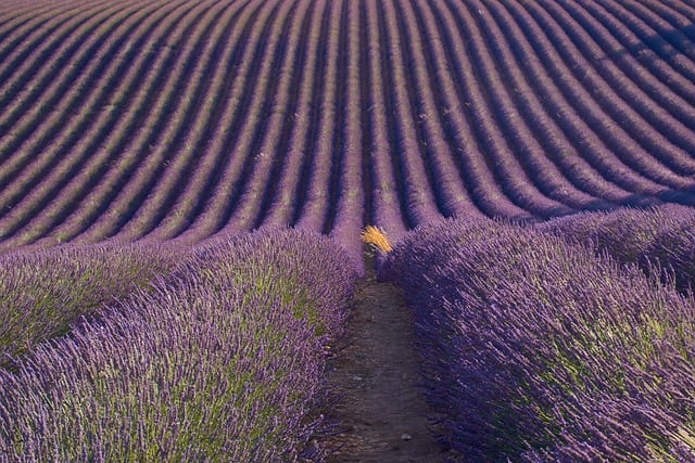 Provenza francesa
